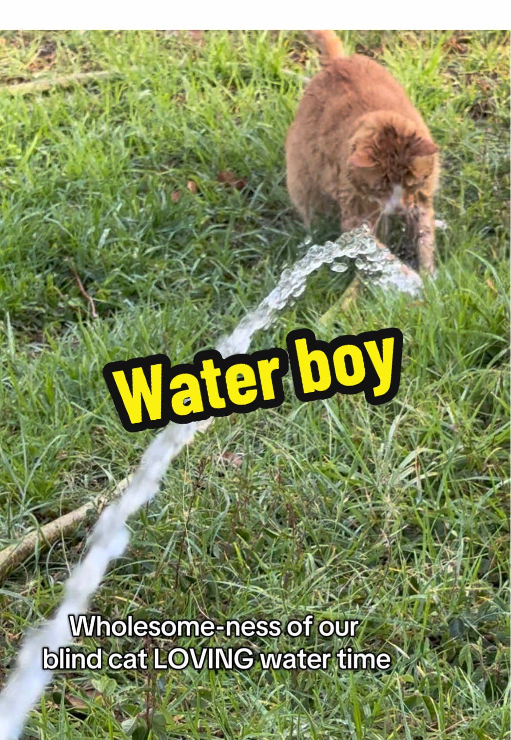 @DooDooCAT