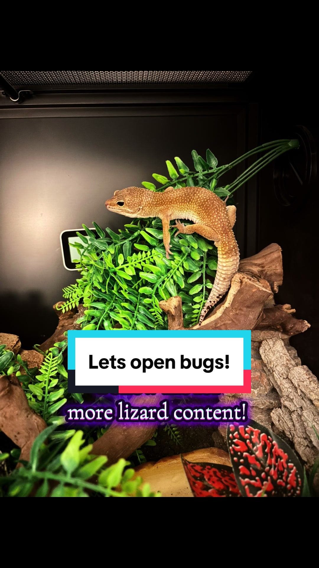 @Megan 🦎 🐈