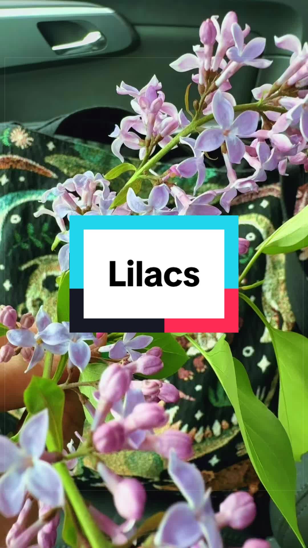@☀︎𓋼Virgoat𖤐☾
