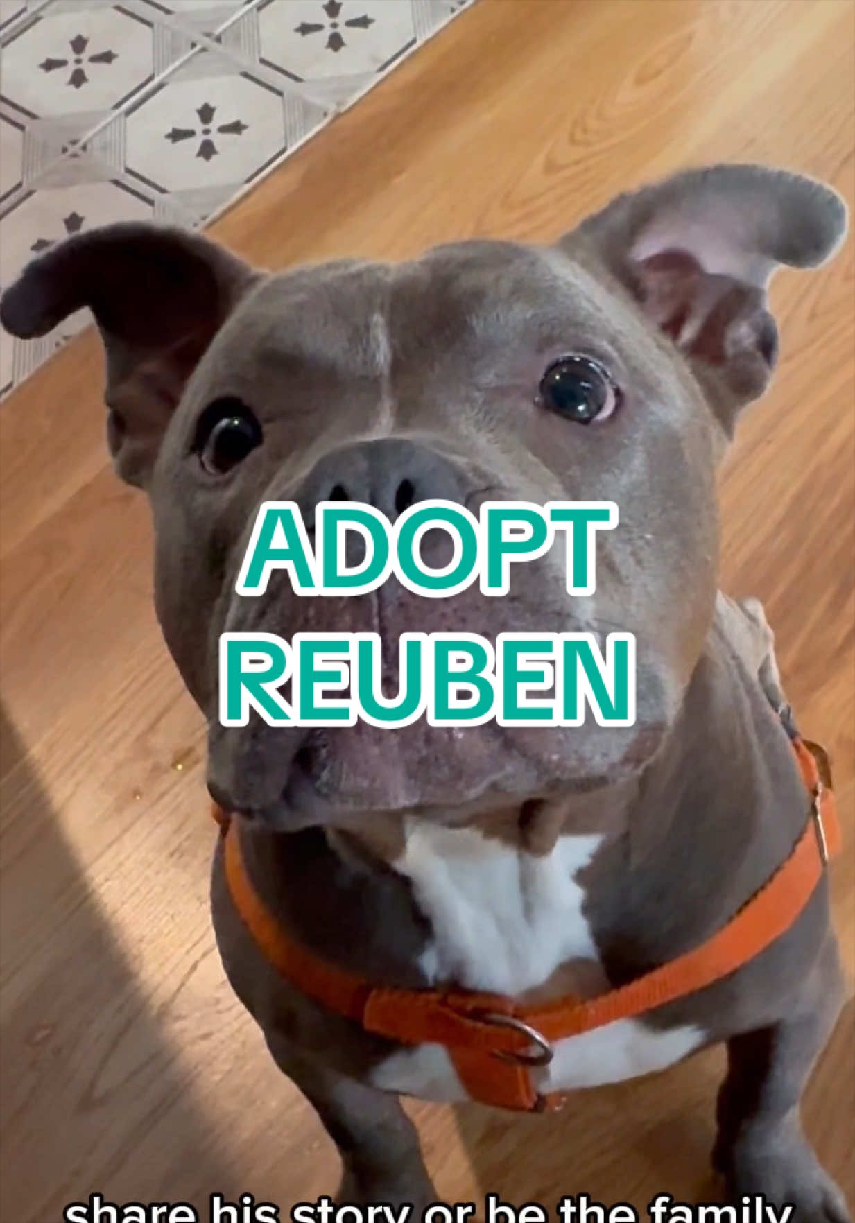 @Adopt a Pet