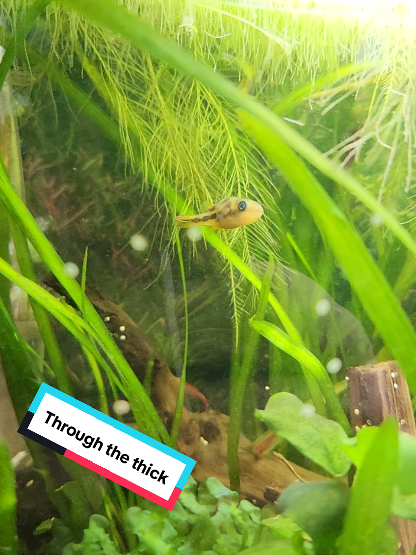 @AlienBlues