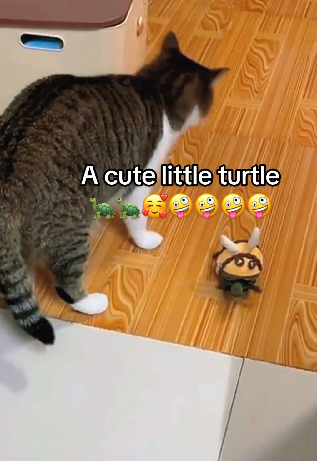 @Mr. Turtle