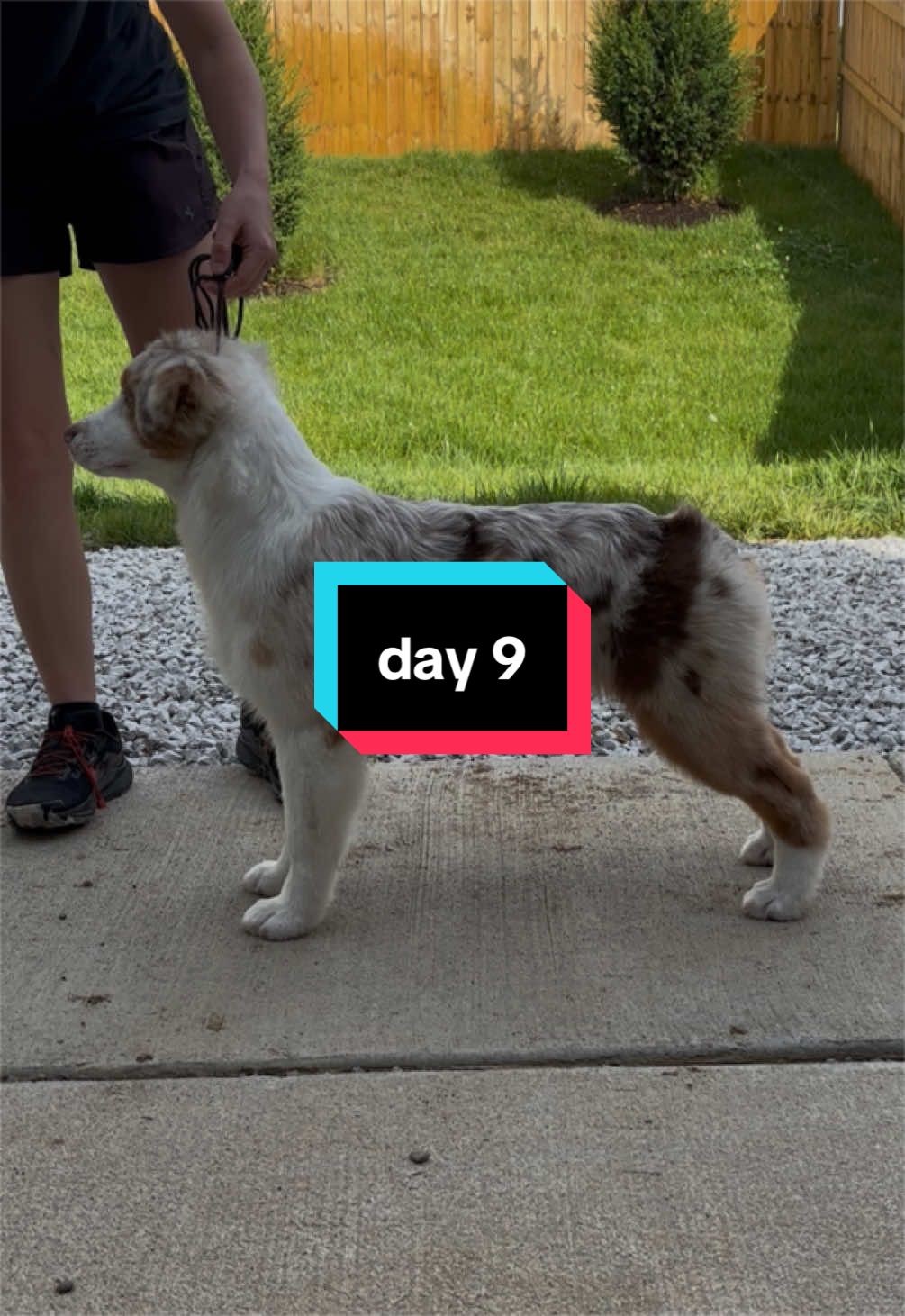 @Beck | Kentucky Dog Trainer