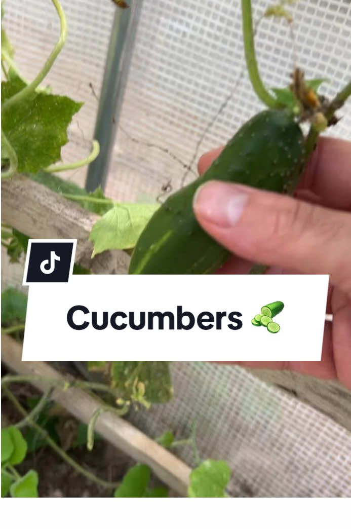 @dreamplantsquirrel