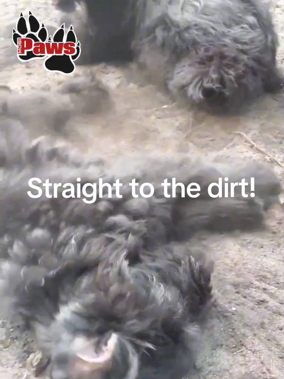 @Giant Schnauzers
