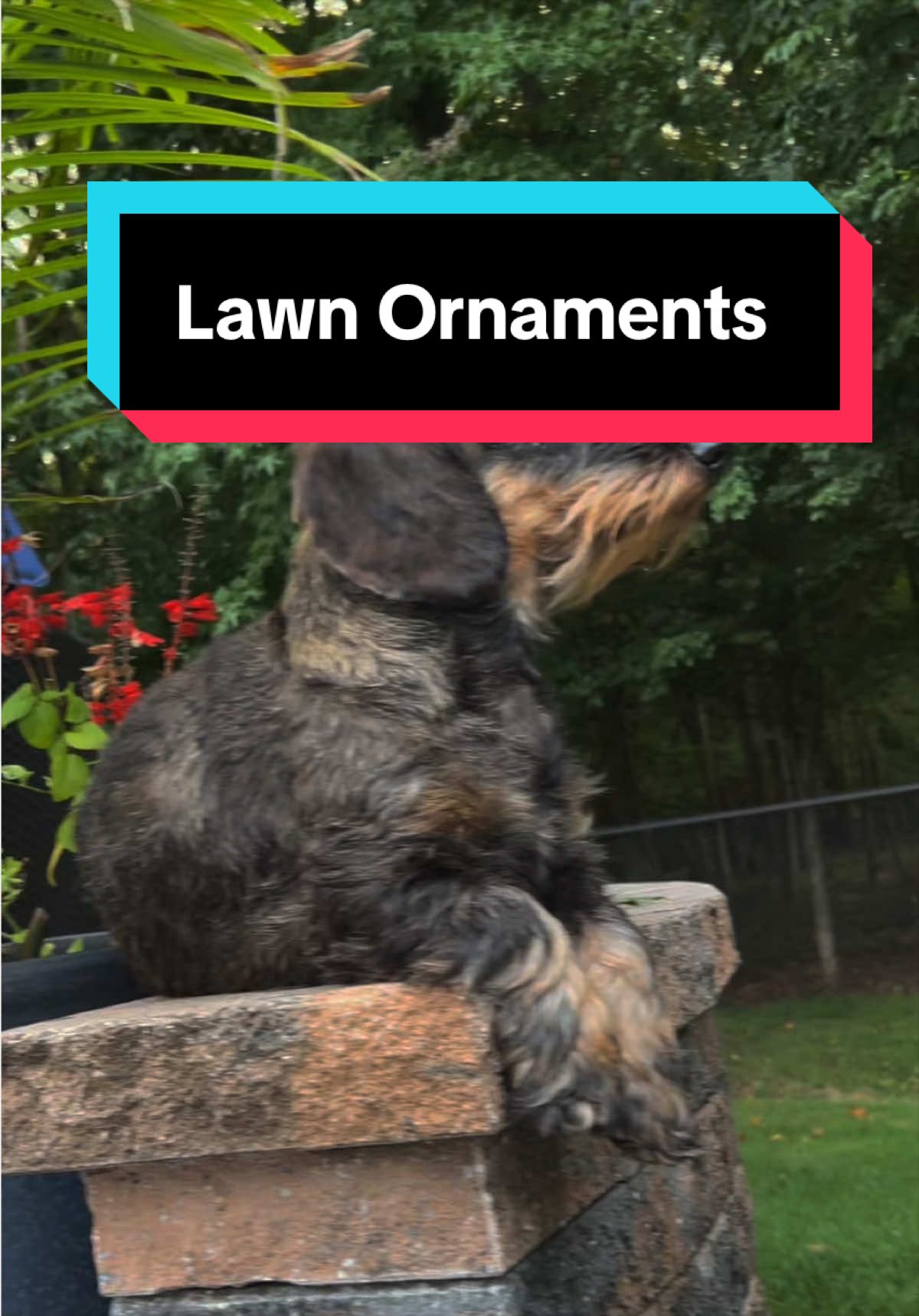 @dr.adam_christman_Veterinarian