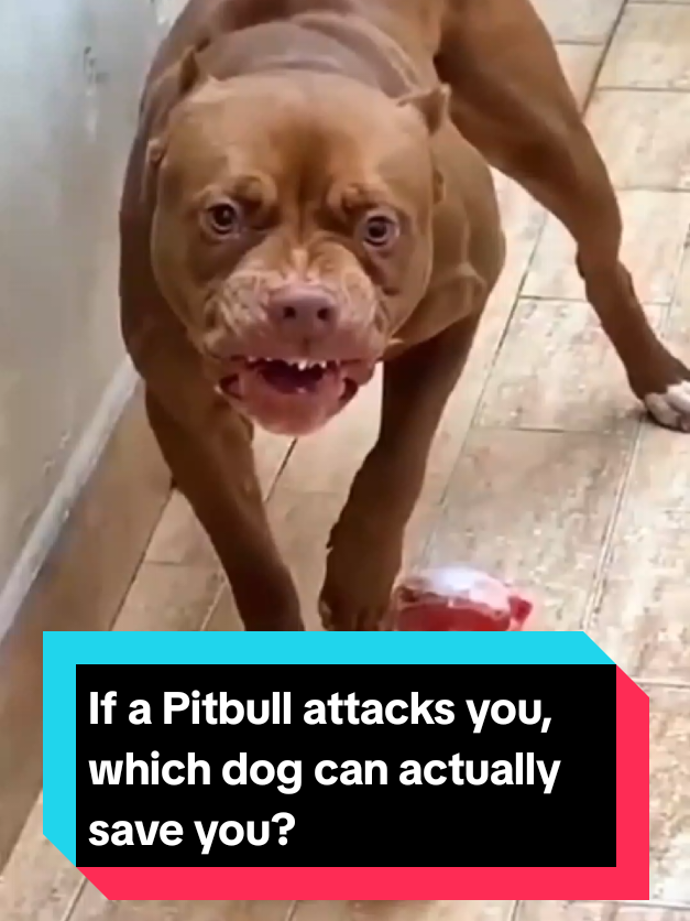@The pet post