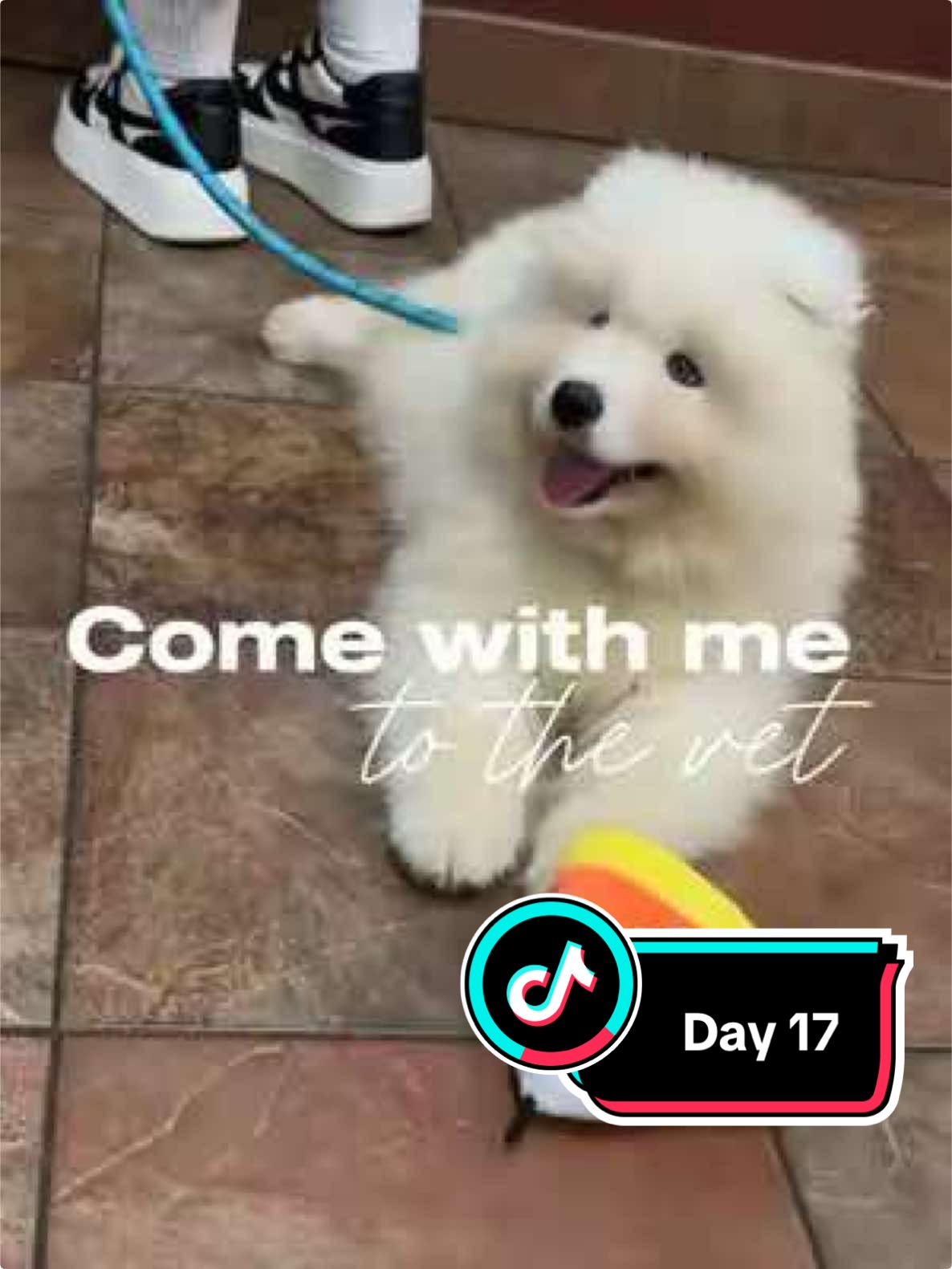 @Mishka the Samoyed