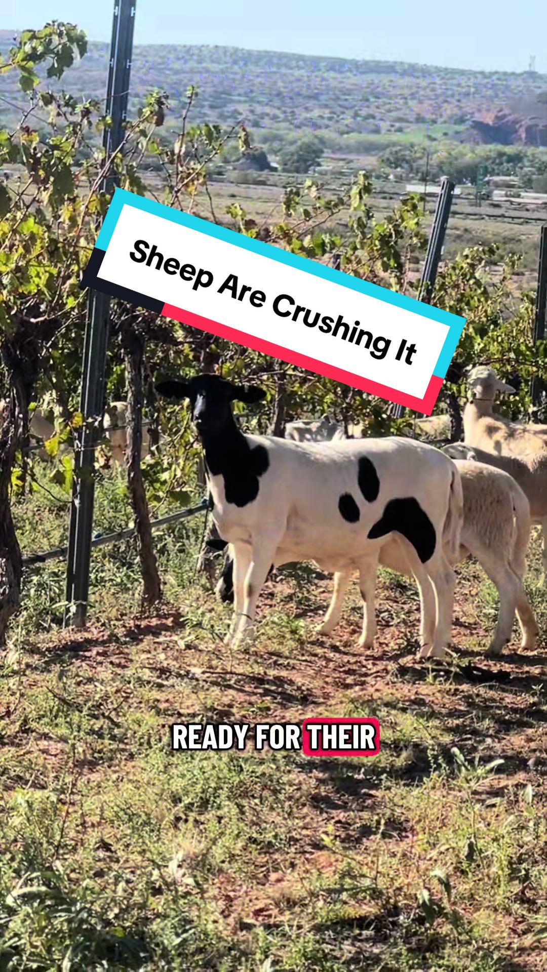 @cowboymax