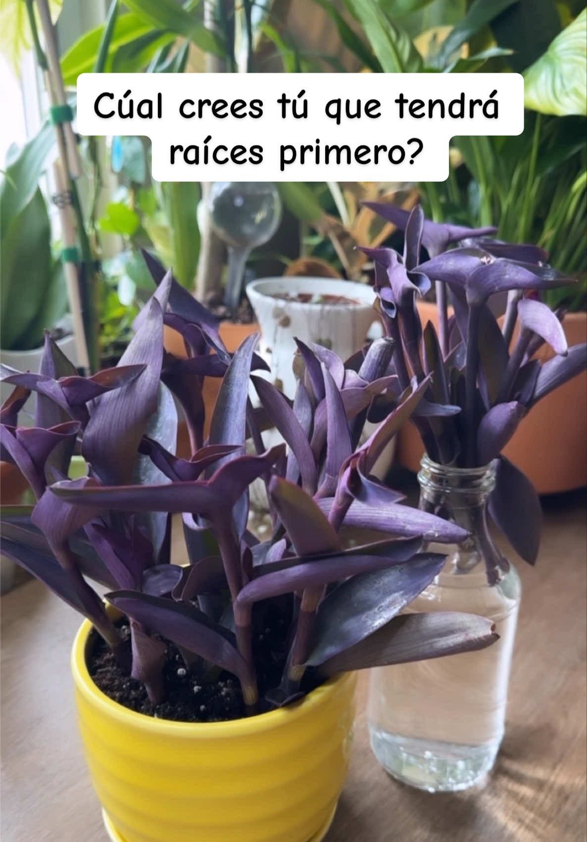 @Greenprincessliveplants