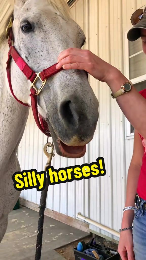 @Days End Farm Horse Rescue