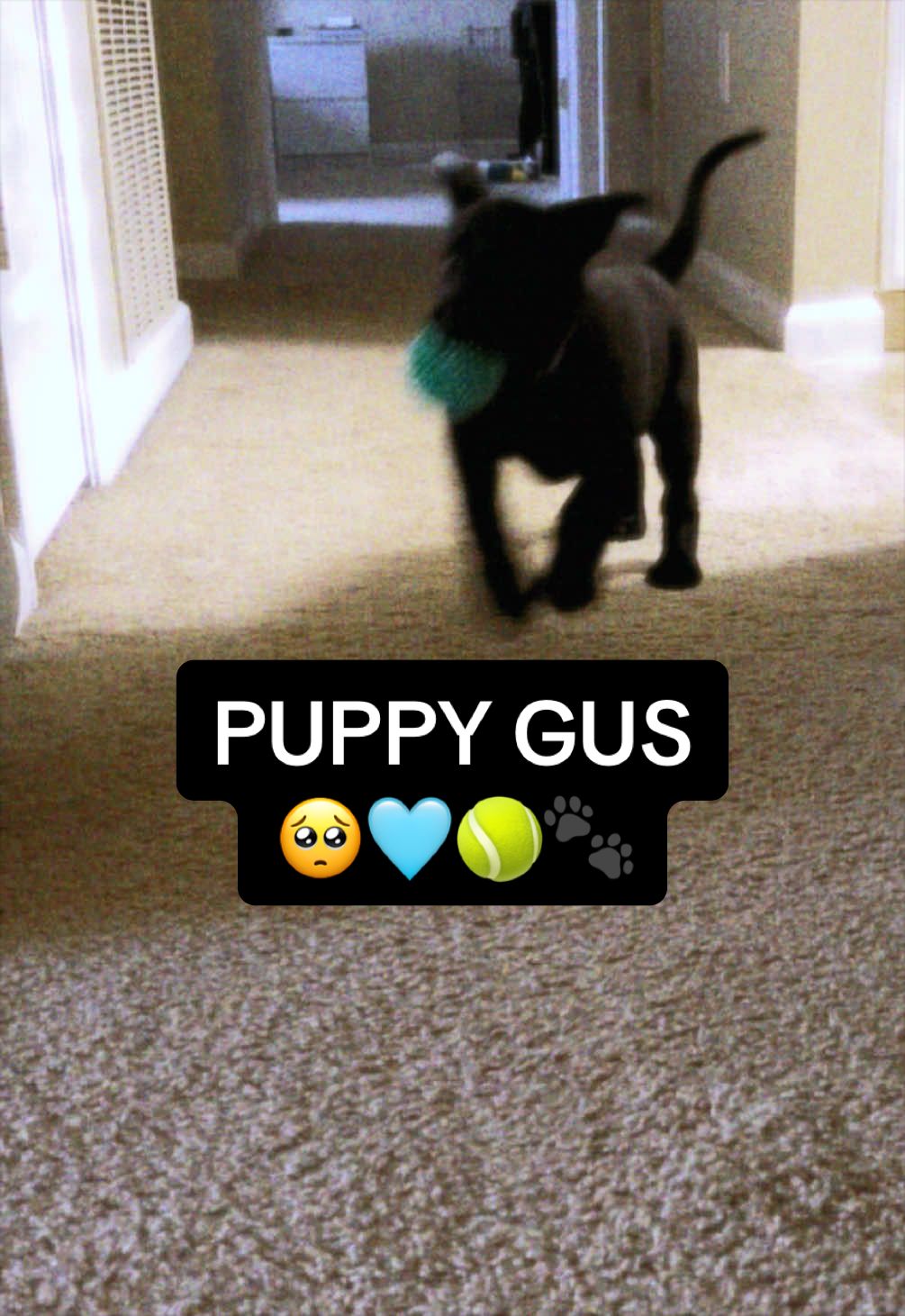 @Sevy and Gus 🐾