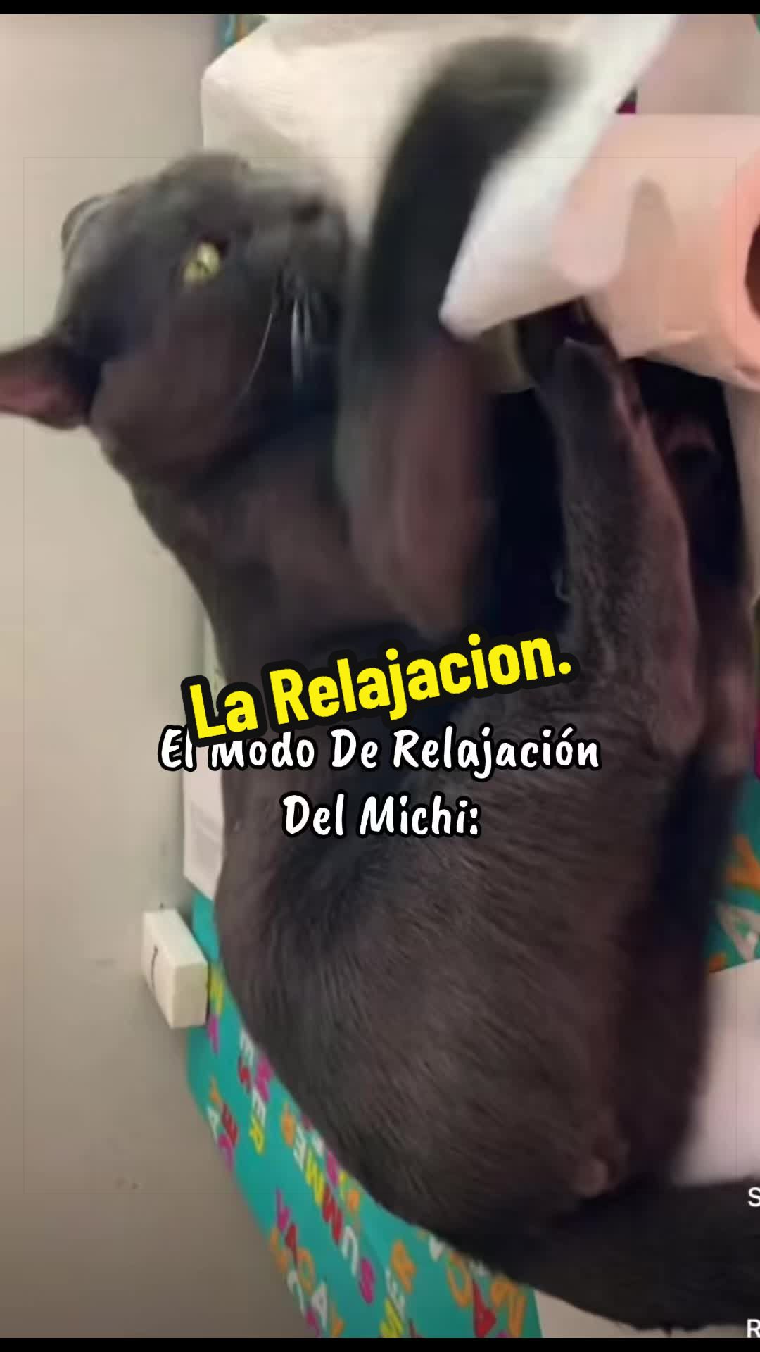@🦖 MEOWassic CAT😺