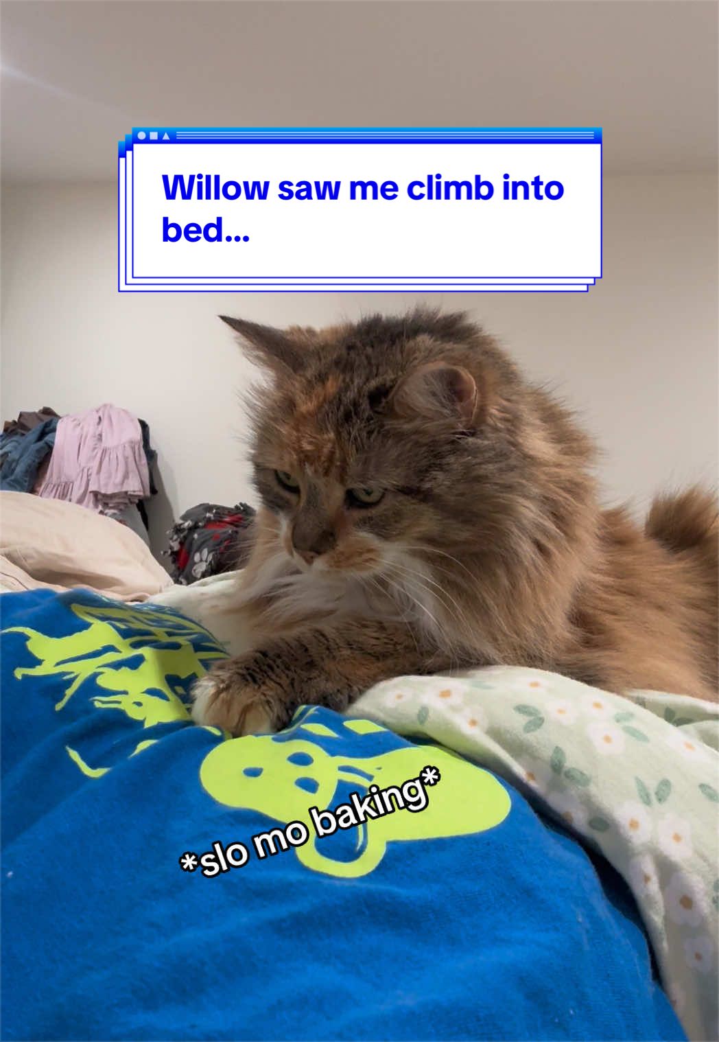 @loubert_the_cat