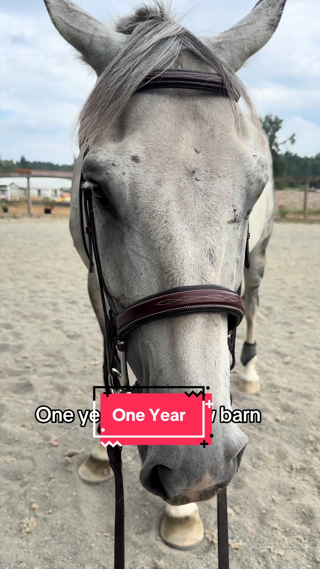 @BlueStarEquestrian
