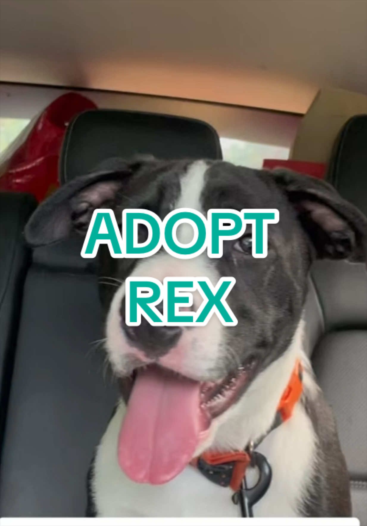 @Adopt a Pet