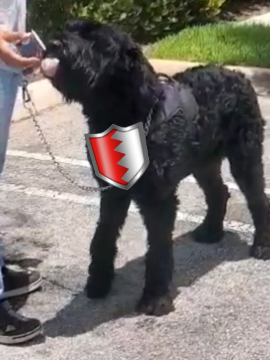 @Giant Schnauzers