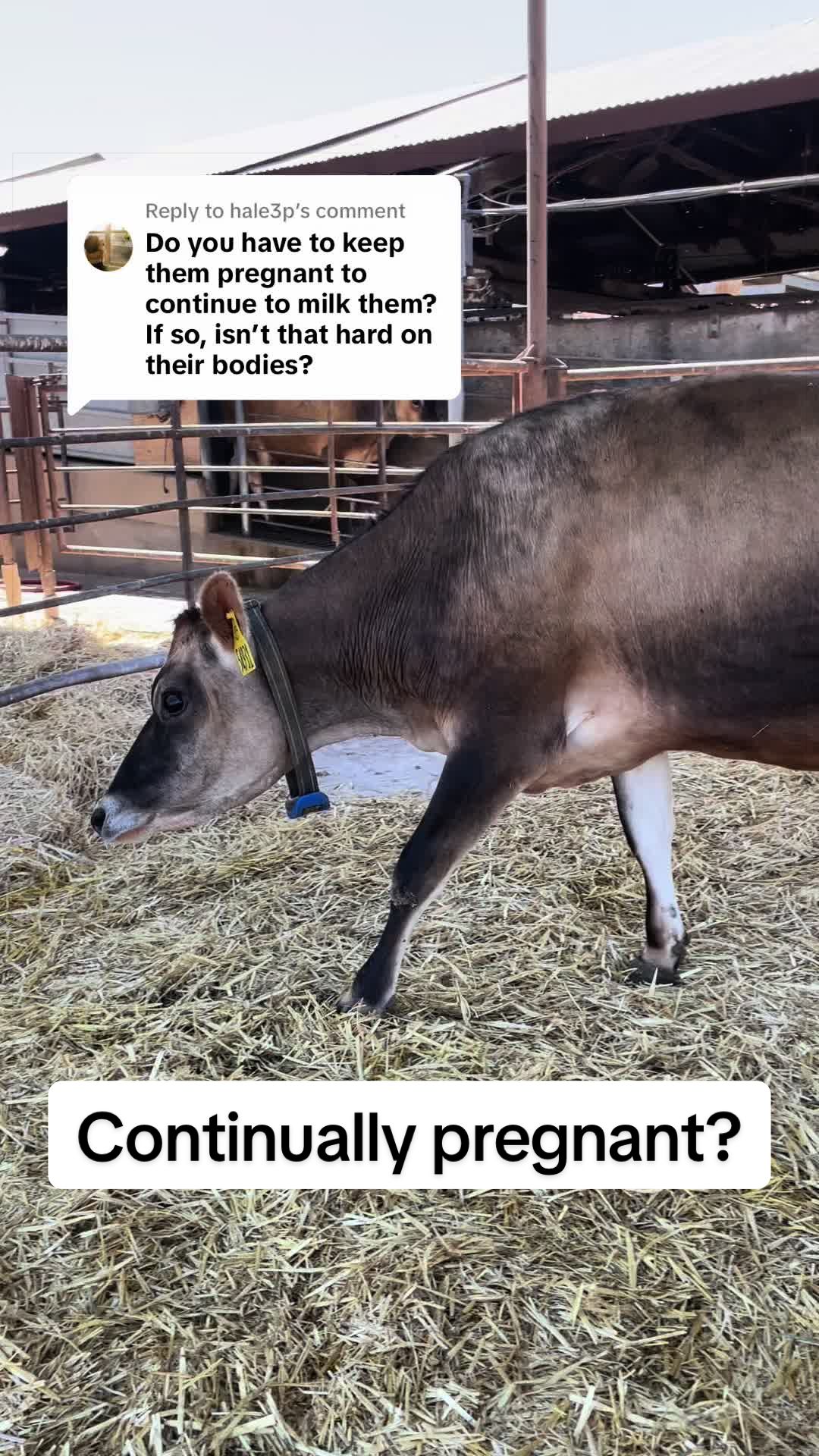 @Dairy Vet Dr. Michelle