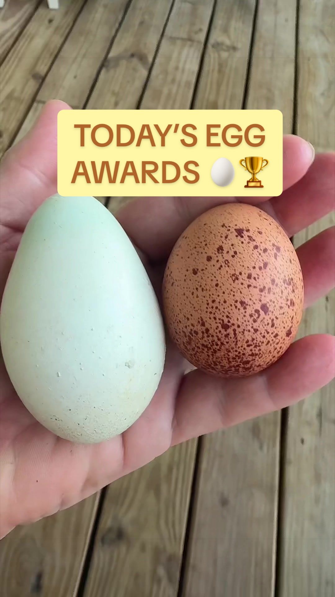 @Amy Jo | Eggnigma Holler 🐔