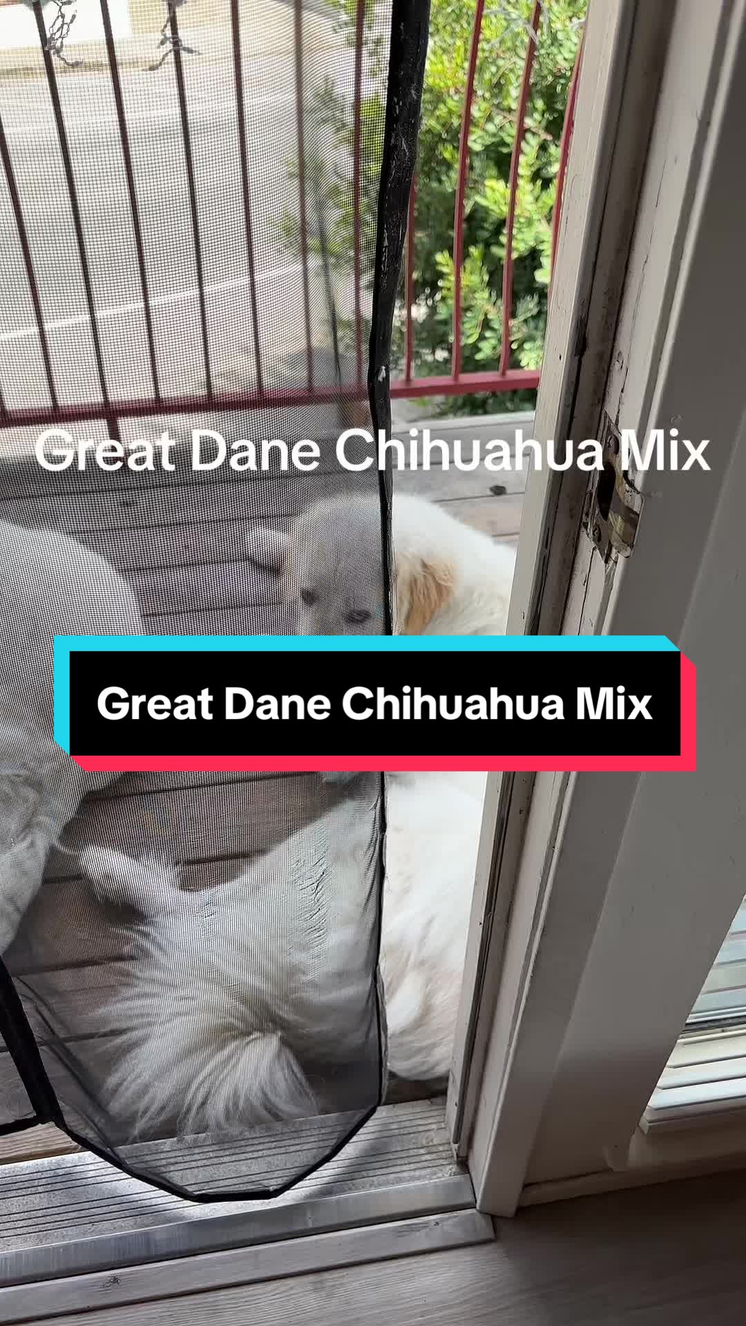@PyreneesDogs