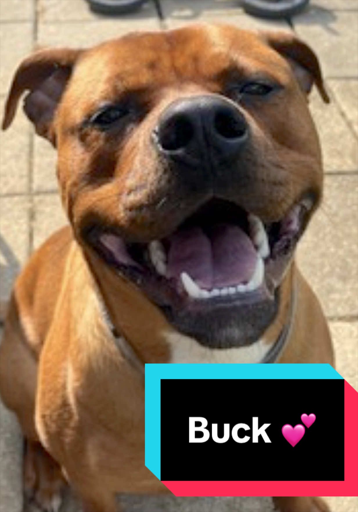 @Joyful Pets