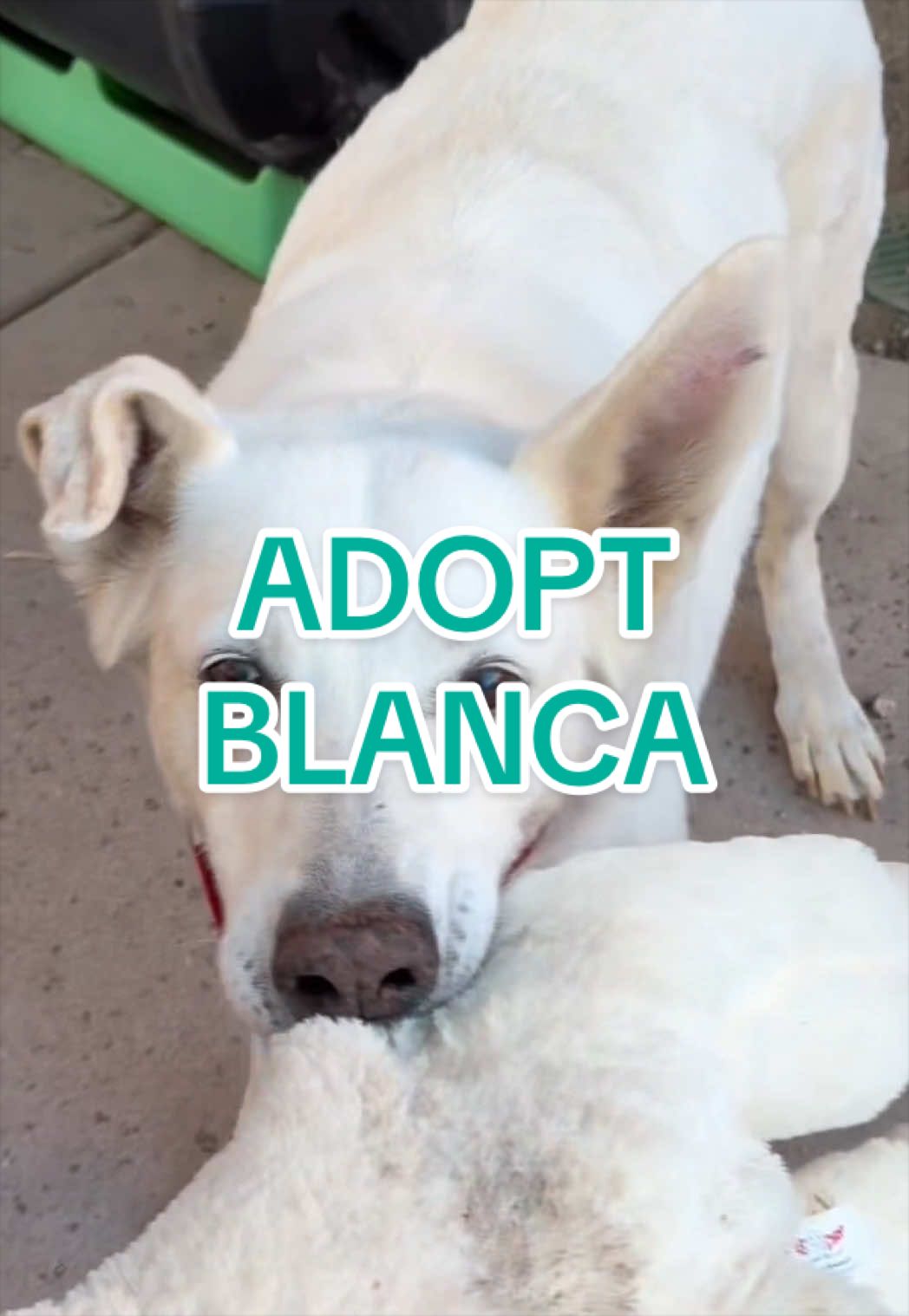 @Adopt a Pet