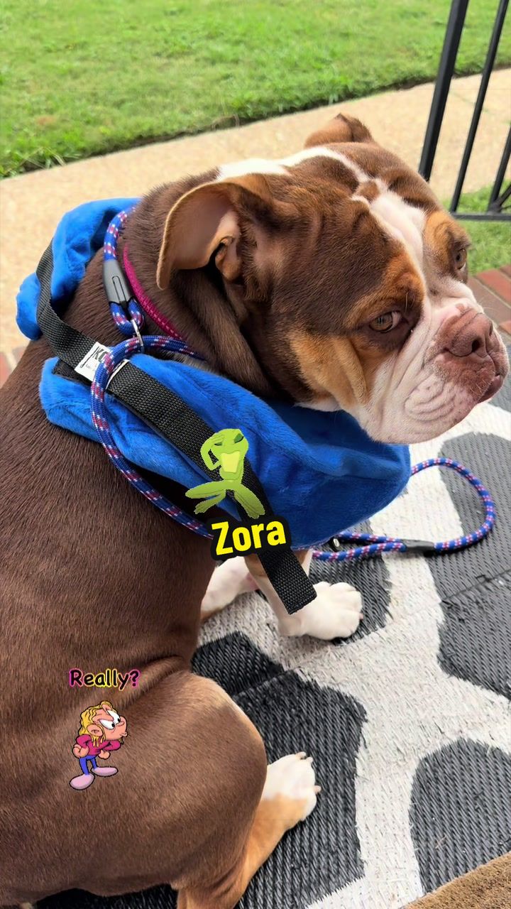 @Zora the bulldog