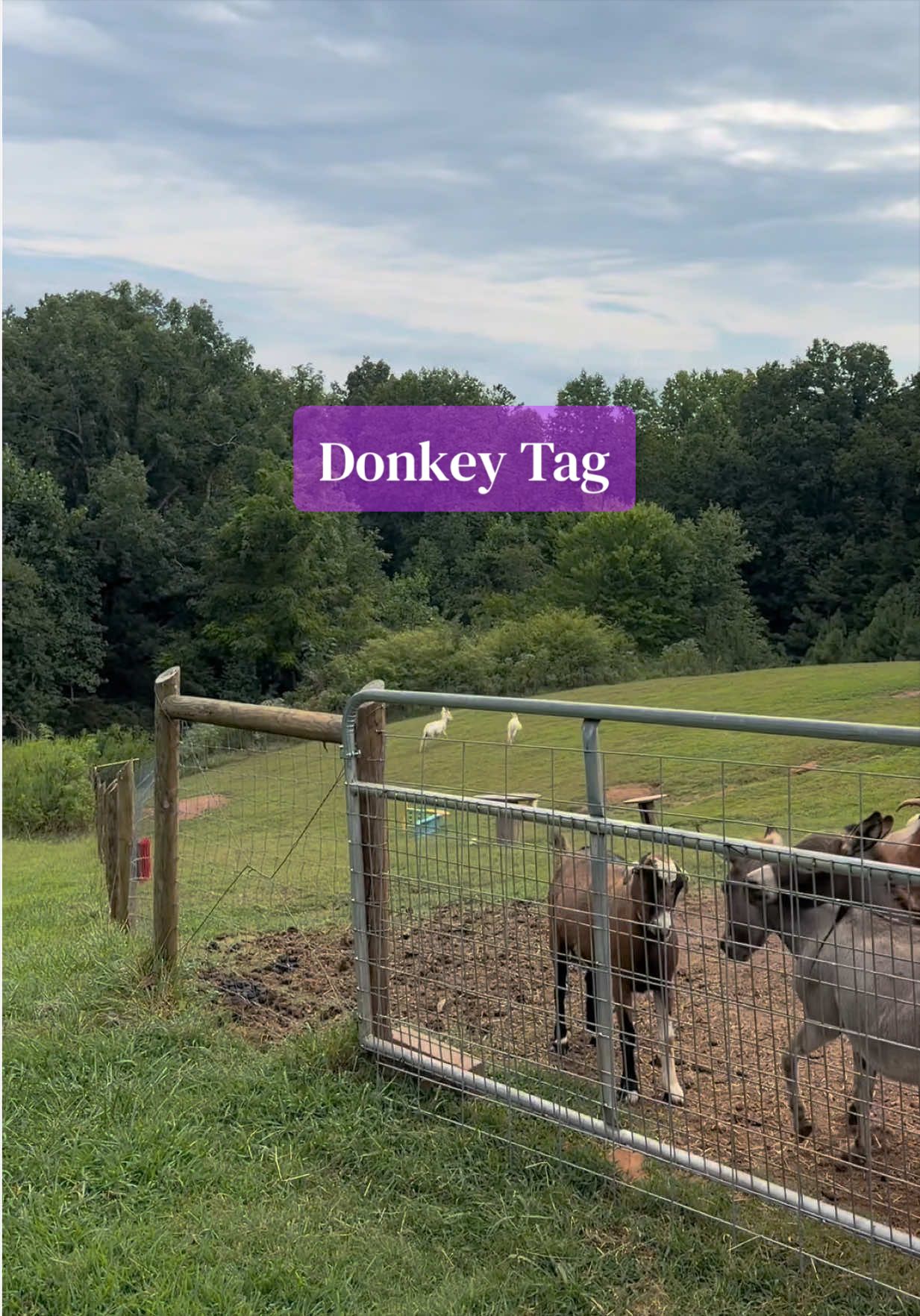 @Marci On The Farm