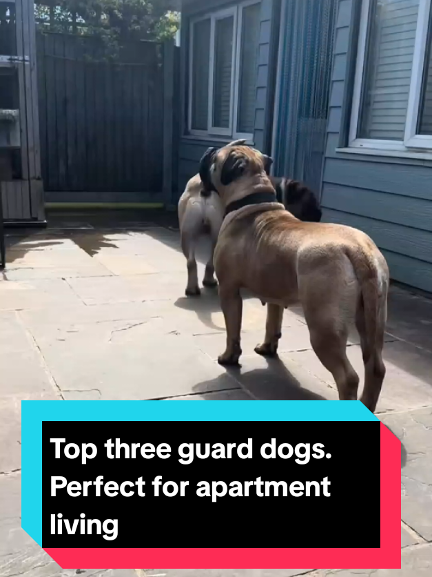 @The pet post