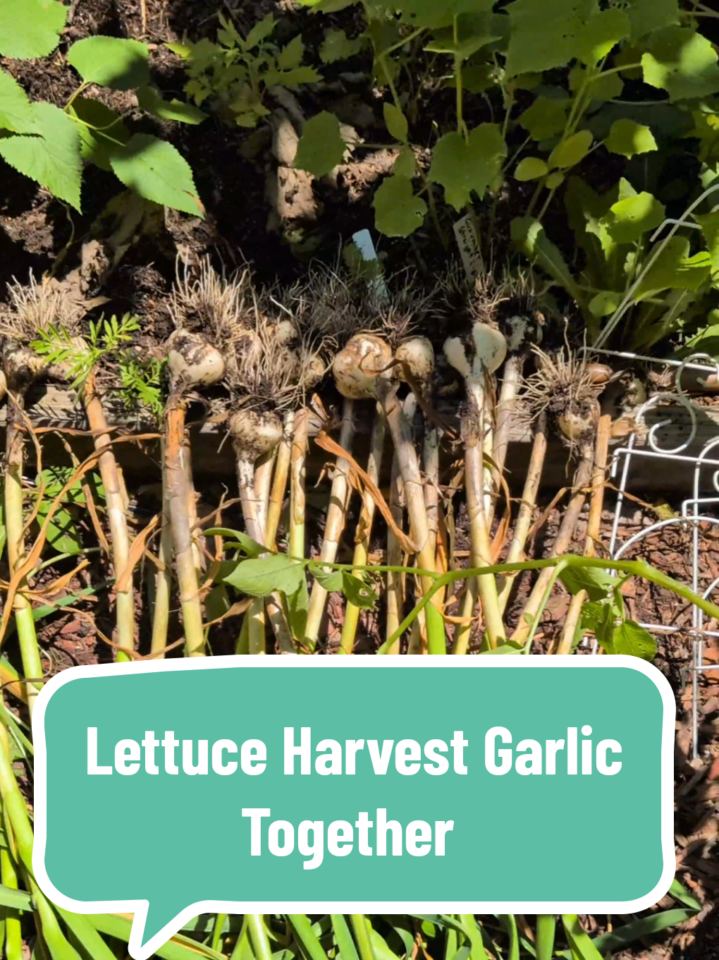 @The Plantiful Gardener