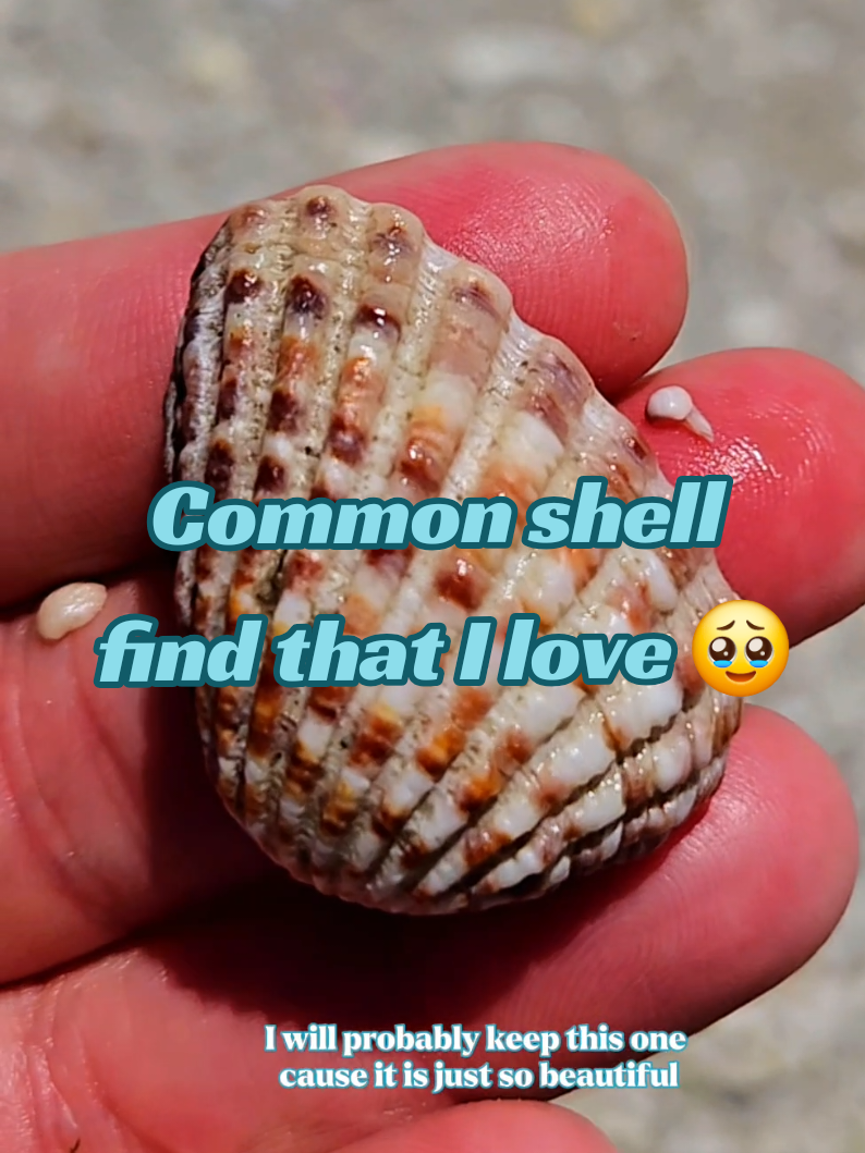 @The Seashell Mermaid ๐