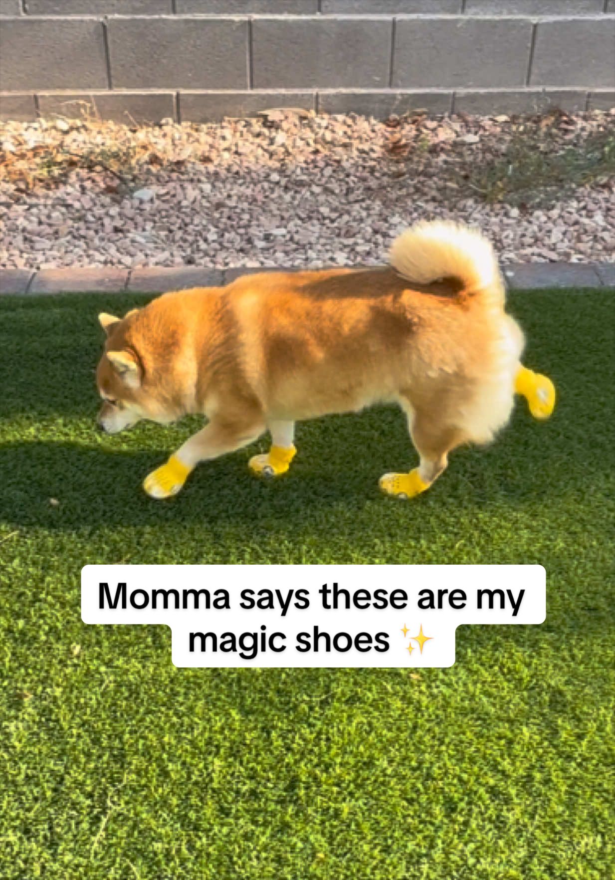@Flock of Shibas 🐕🐕🐕