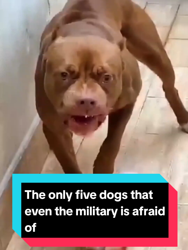 @The pet post