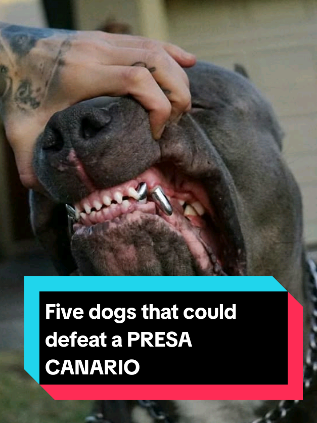 @The pet post