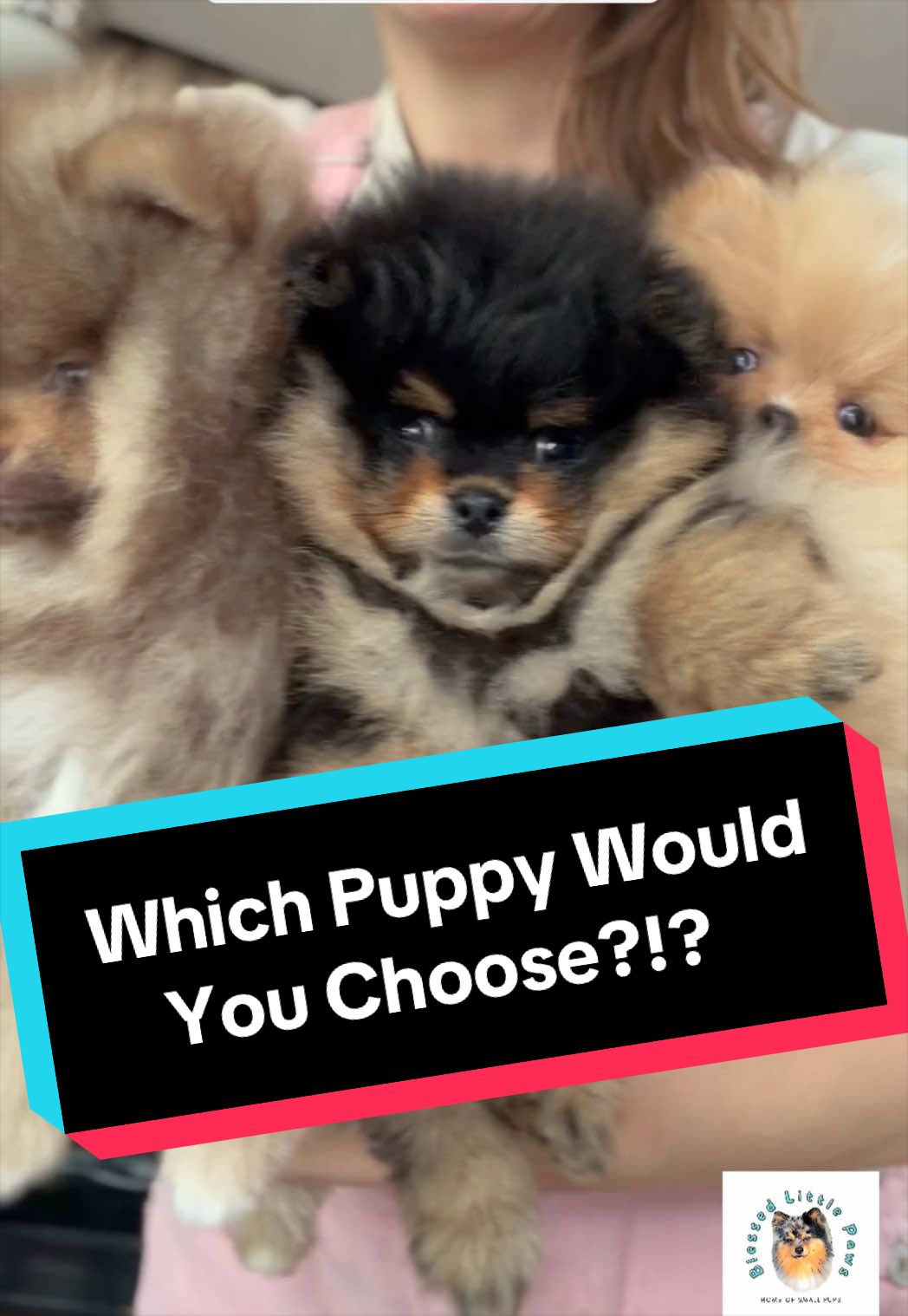 @blessedlittlepaw