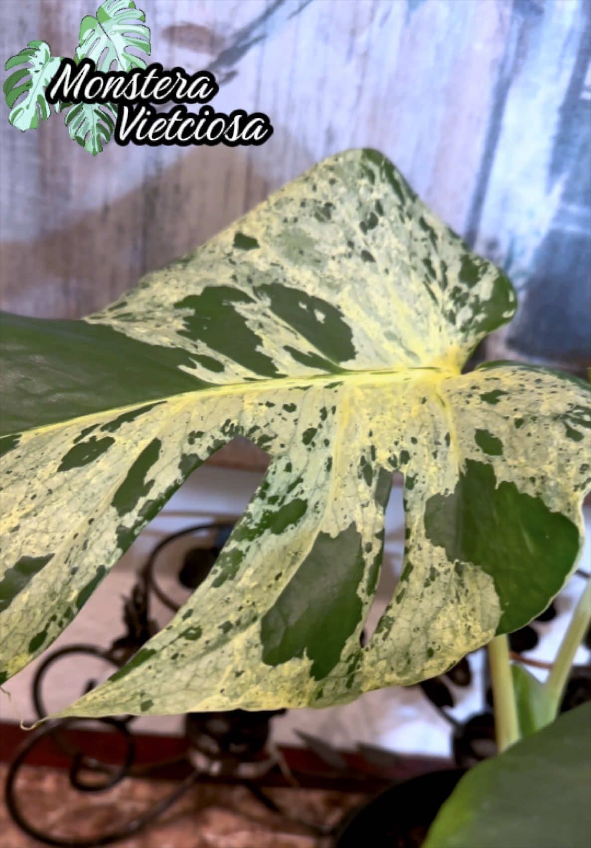 @Plants by Marco