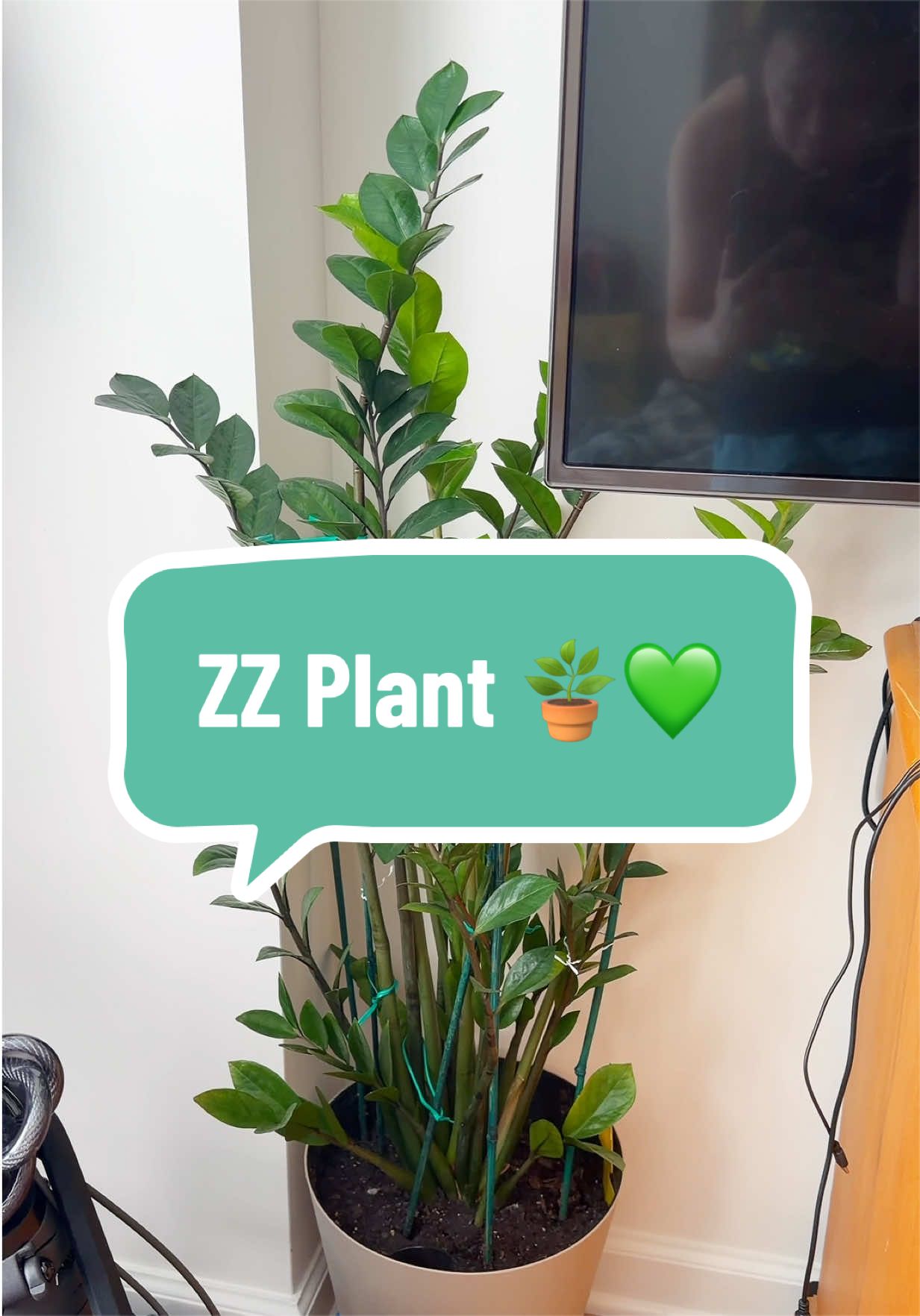 @Kelvz