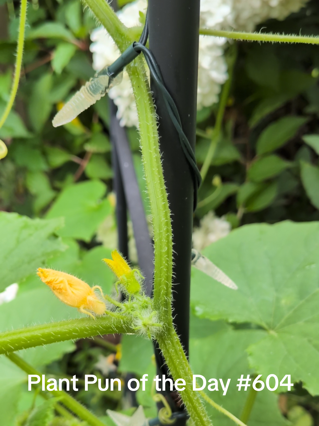 @The Plantiful Gardener
