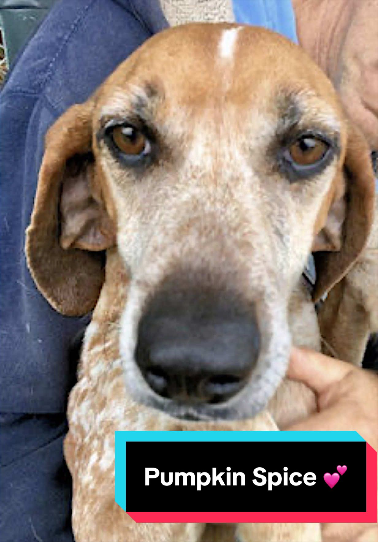 @Joyful Pets