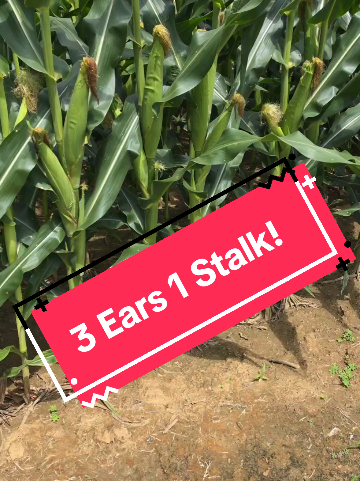 @Bushart Farms