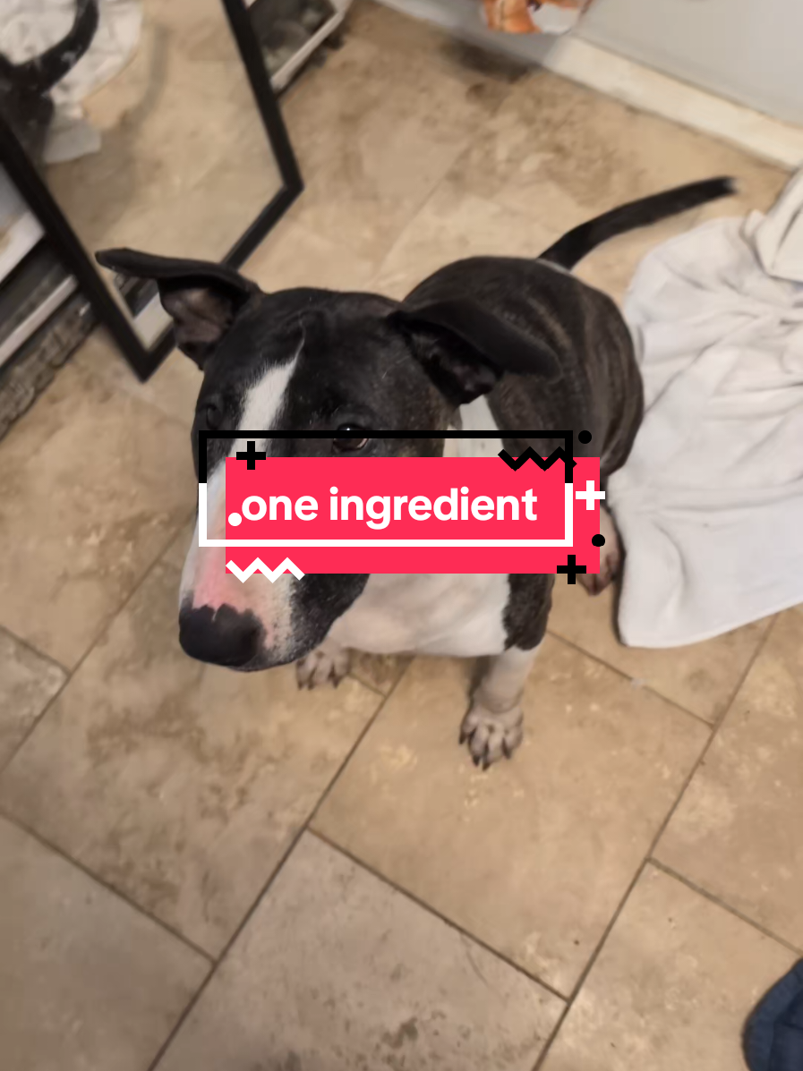 @Chickens & Bullies