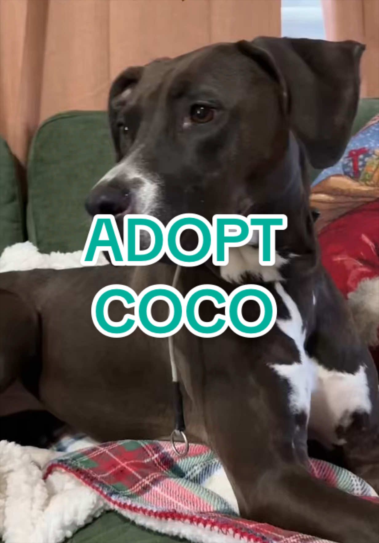 @Adopt a Pet