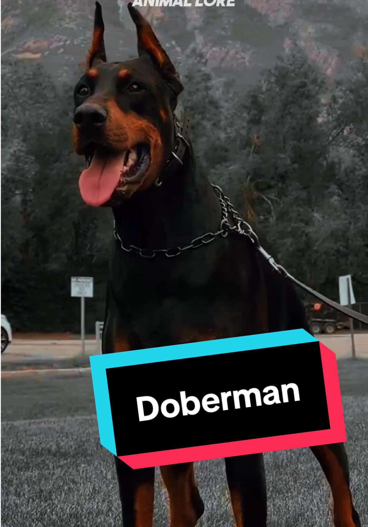 @ANIMAL LORE