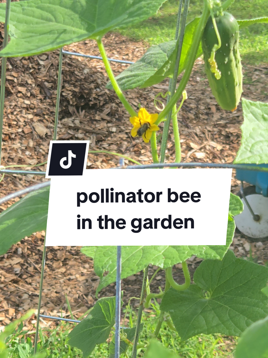 @Seed To Bloom