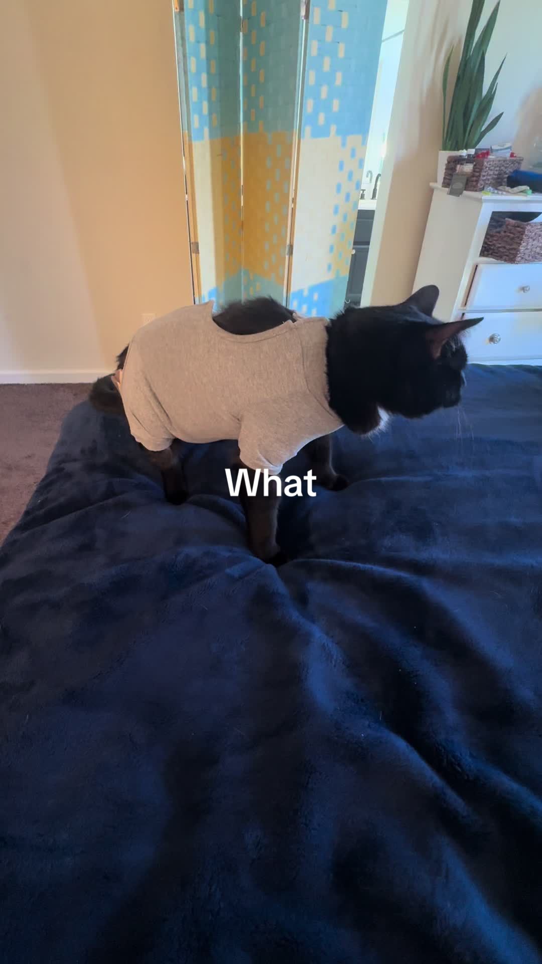 @Tokio Drift The Cat