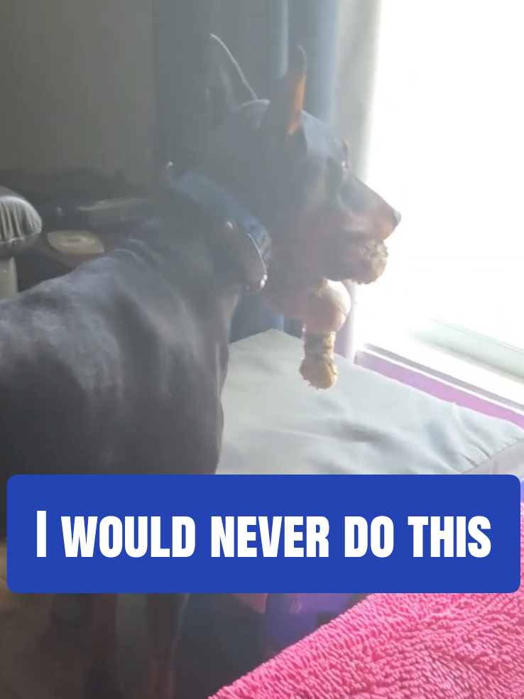 @Dobergoats Cash & Kaia