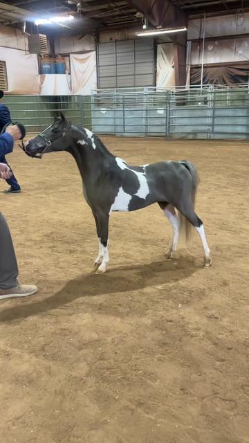 @Dr.Nicole-VetMed