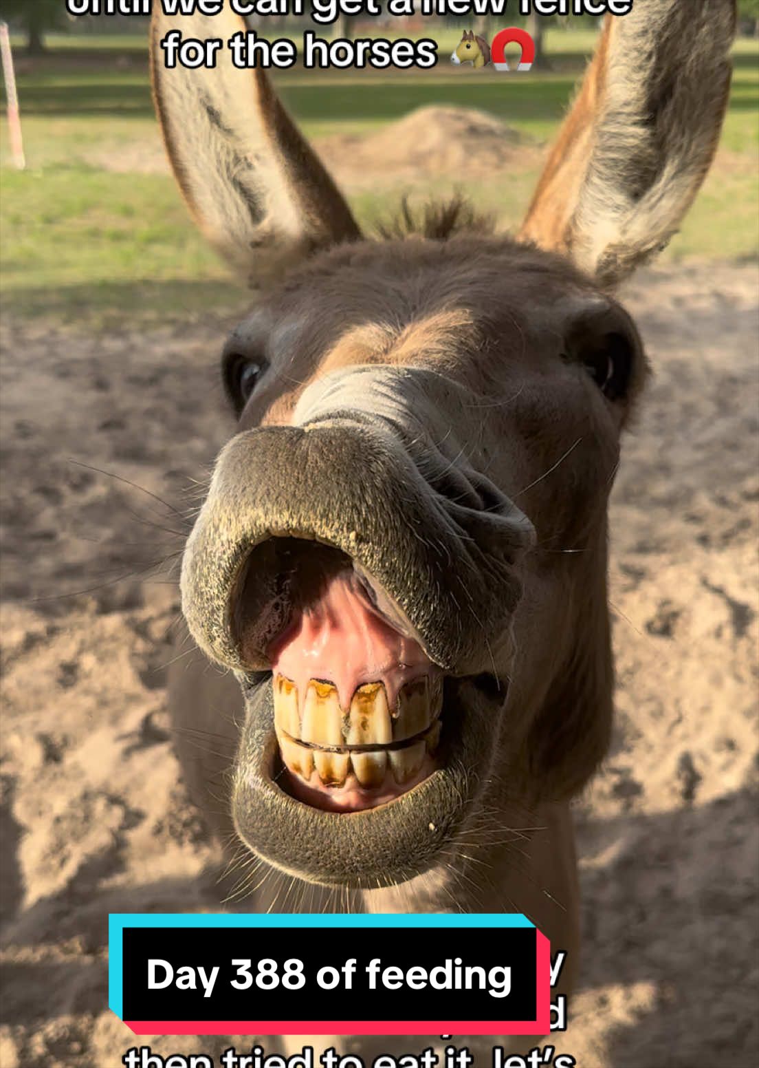 @jesswithallheranimals