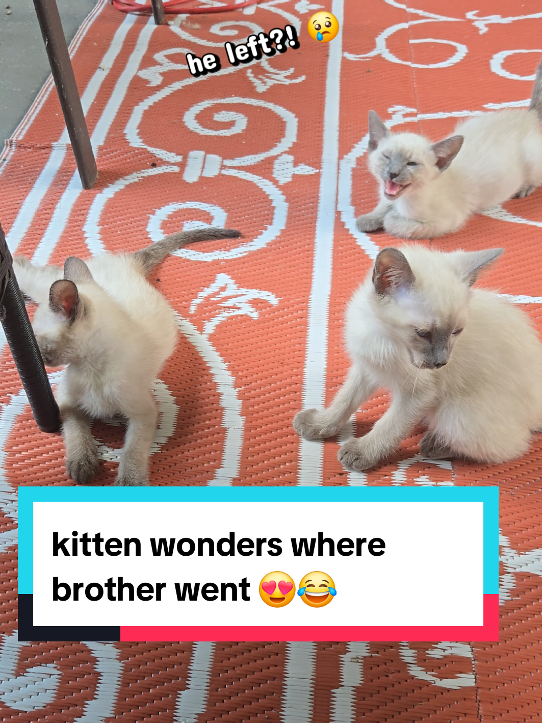 @Brittany's Beauties Kittens