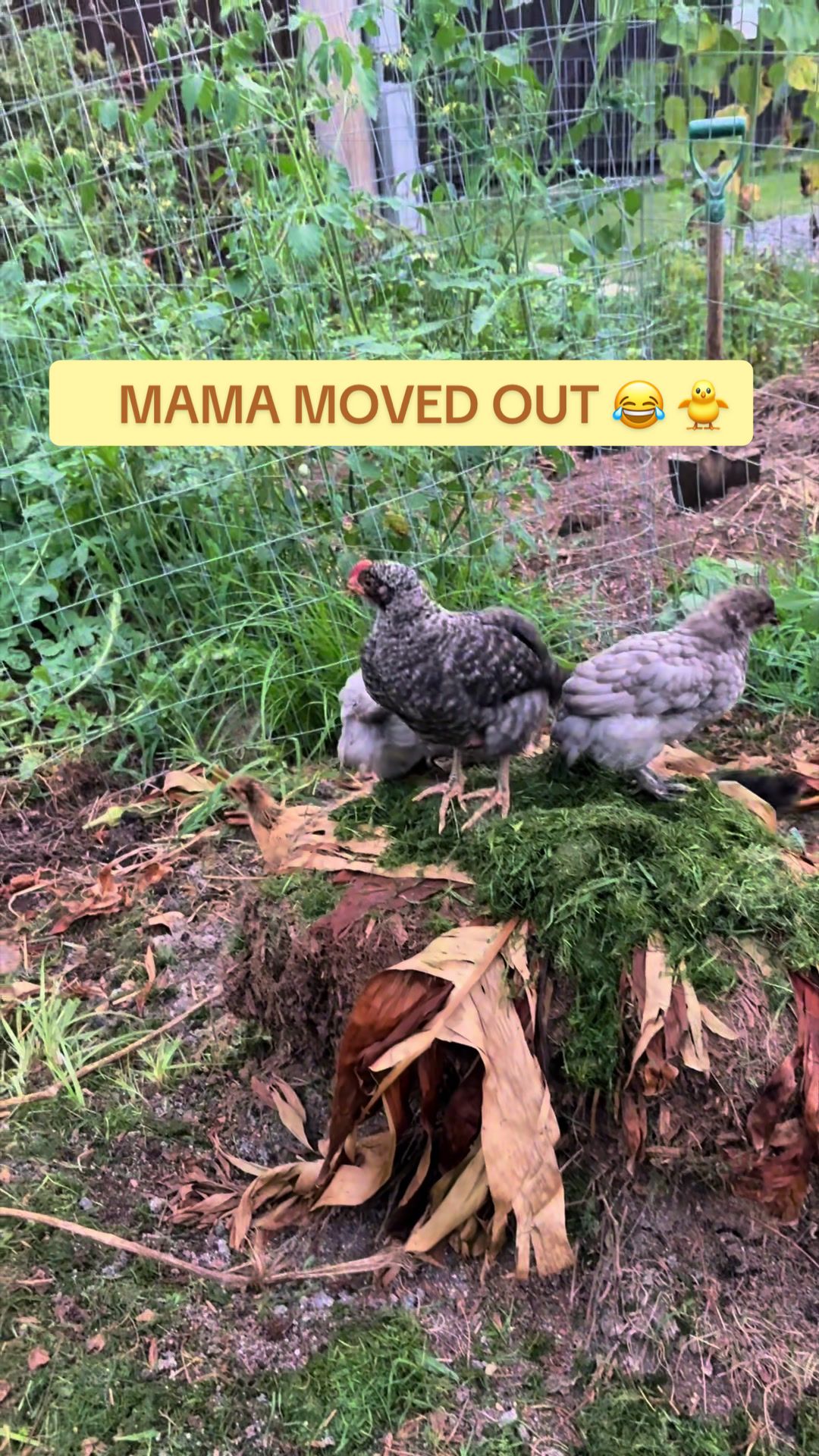 @Amy Jo | Eggnigma Holler 🐔